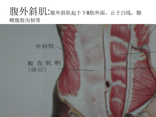 背腰臀部肌肉ppt课件