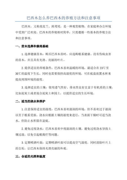 巴西木怎么养巴西木的养殖方法和注意事项