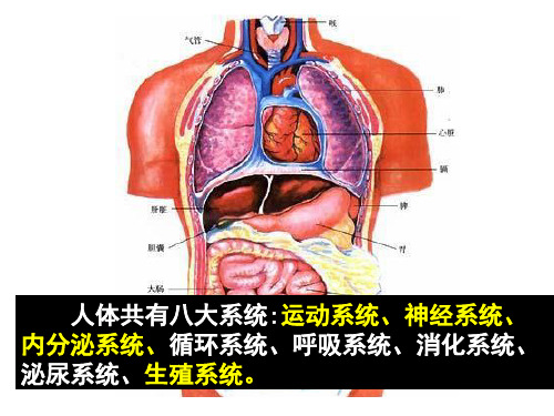 人教版生物必修三1.1细胞生活的环境(共48张PPT)