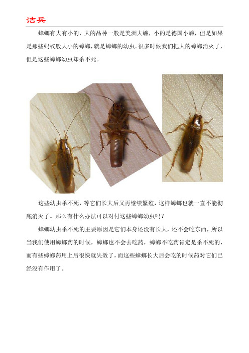 蟑螂幼虫怎么消灭