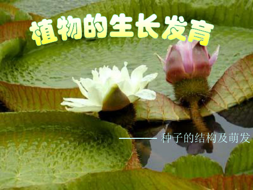 生物:第20章第2节植物的生长发育课件(苏科版八年级上)