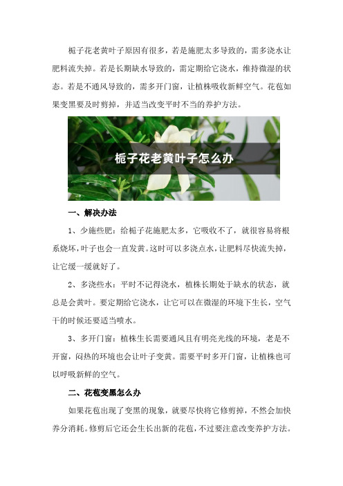 栀子花老黄叶子,花苞变黑怎么办？