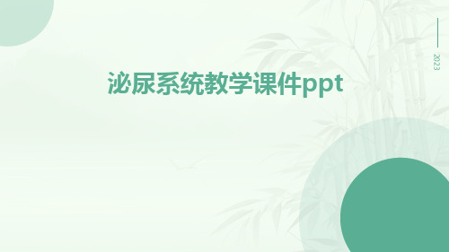 泌尿系统教学课件ppt