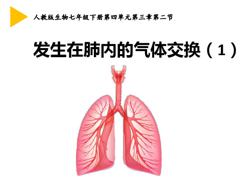 人教版七年级下册4.3.2  发生在肺内的气体交换(共23张PPT)