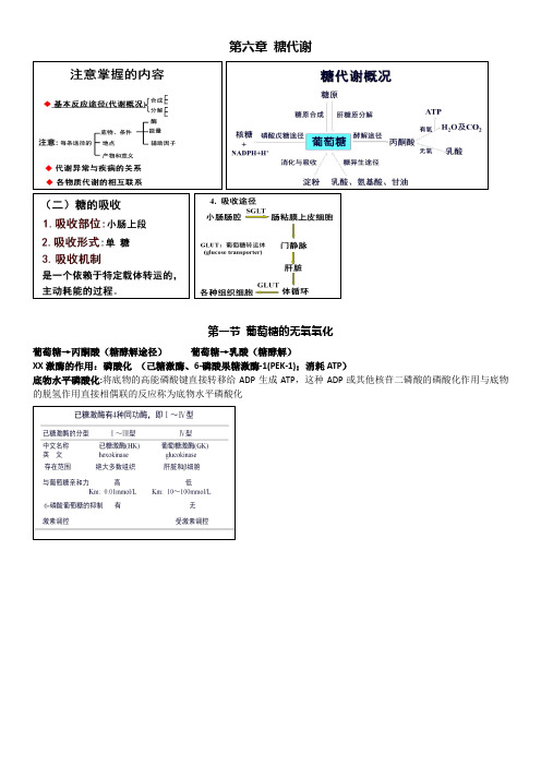 生物化学与分子生物学—糖代谢