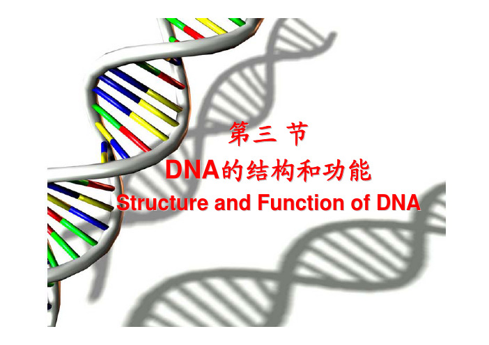 第二章-DNA的结构和功能汇总.