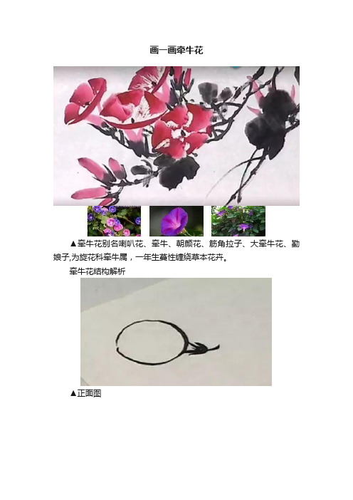 画一画牵牛花