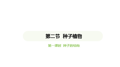 2.1.2.1-种子的结构课件+2024-2025学年人教版生物七年级上册