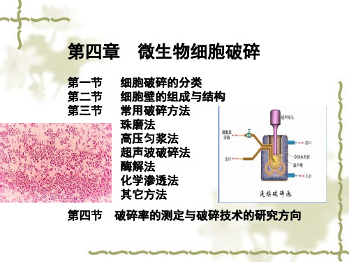 第4章细胞破碎2010