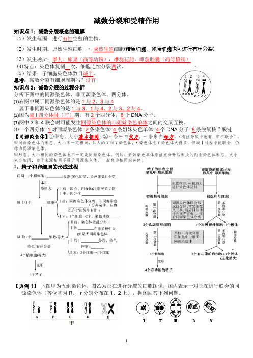 减数分裂和受精作用一轮复习教学案(教师版)