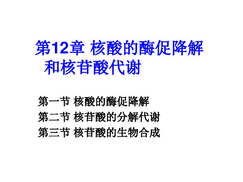 第12章 核酸代谢