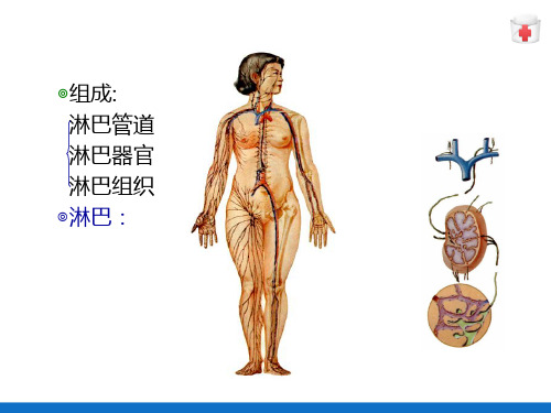 淋巴系统—淋巴系统总论(人体解剖学课件)