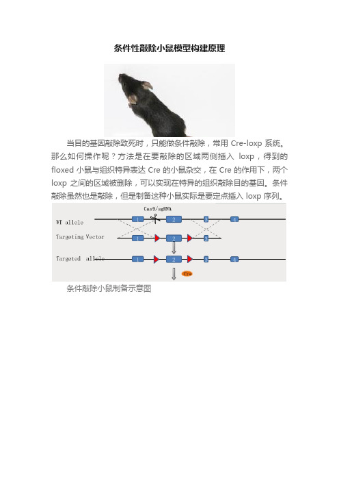 条件性敲除小鼠模型构建原理