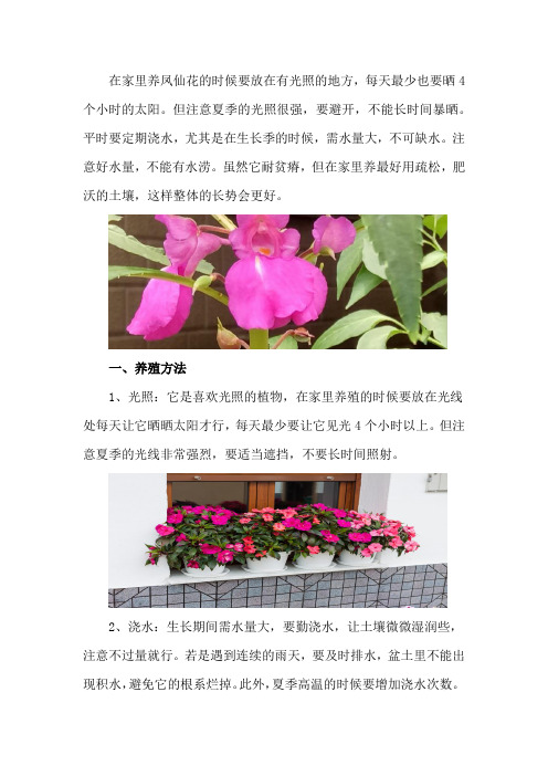 凤仙花怎么养(家庭养法)