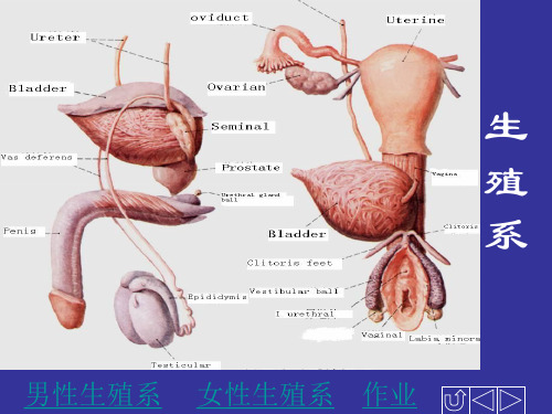 正常人体解剖学——生殖系统