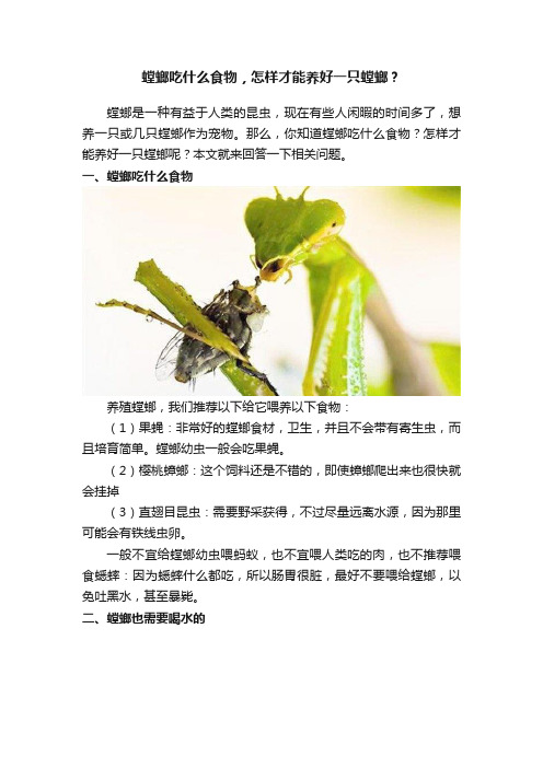 螳螂吃什么食物，怎样才能养好一只螳螂？