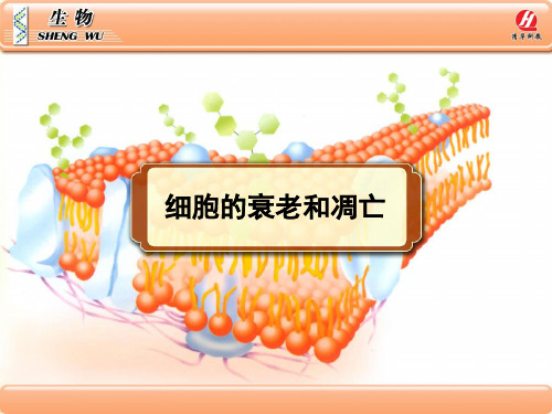 生物必修一6.3《细胞的衰老和凋亡》PPT课件