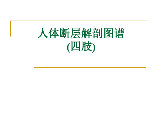 断层解剖学 第八章  四肢