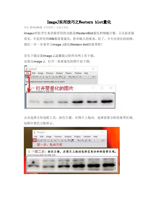 ImageJ Western 量化  拿走不谢
