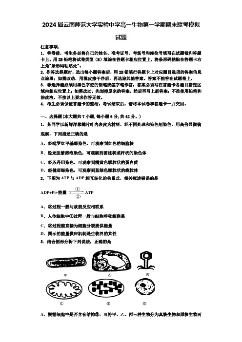 2024届云南师范大学实验中学高一生物第一学期期末联考模拟试题含解析