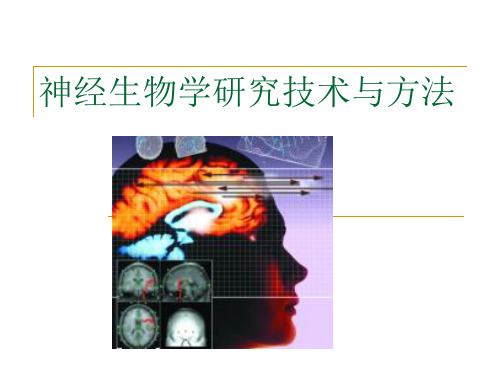 神经生物学研究技术与方法