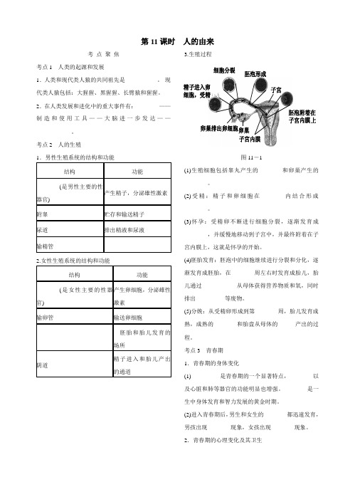 第11课时人的由来