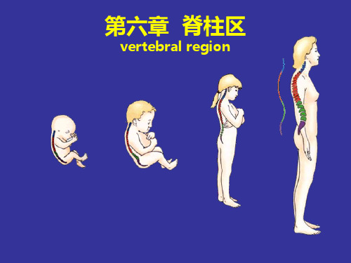 局部解剖学 脊柱区 医学PPT课件