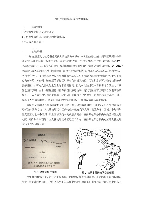 神经生物学实验报告-家兔大脑