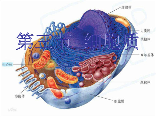 高中生物课件：细胞质