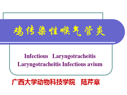 鸡传染性喉气管炎1