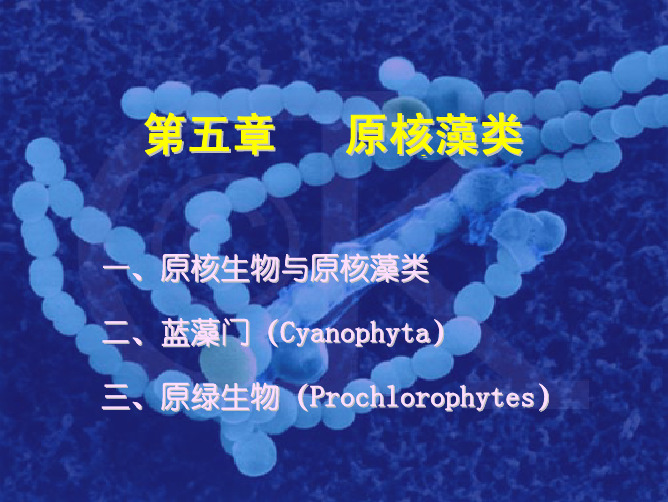 中国海洋大学植物生物学-5.6 藻类new