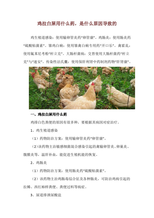 鸡拉白屎用什么药,是什么原因导致的