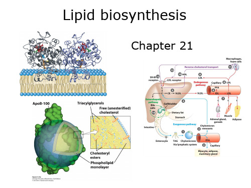 21_Lipid_Biosynthesis