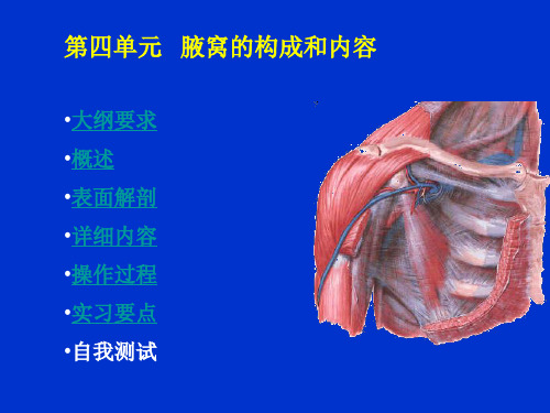 04单元腋窝的结构和内容