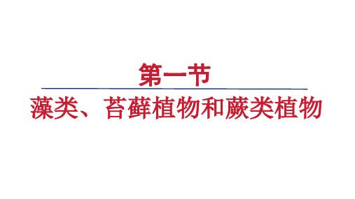 2.1.1  藻类、苔藓植物和蕨类植物  课件-2024-2025学年人教版生物七年级上册(2)