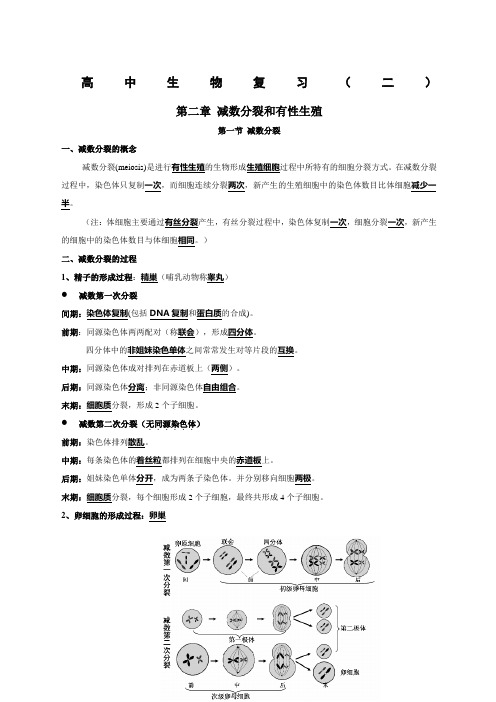 高中生物必修二复习提纲人教版