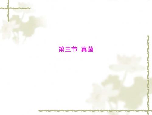 生物:5.4.3《真菌》课件(人教新课标版八年级上)