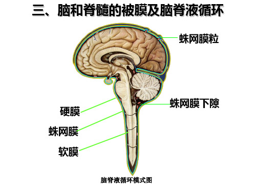 神经系统 脑内的循环及脑脊液循环