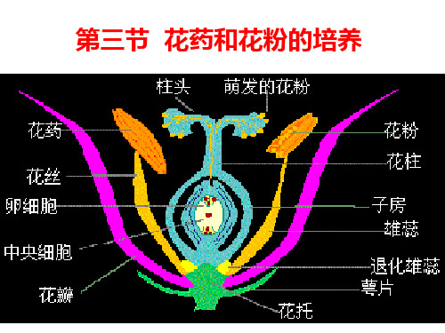 第三节花粉花药培养 - 唐山师范学院