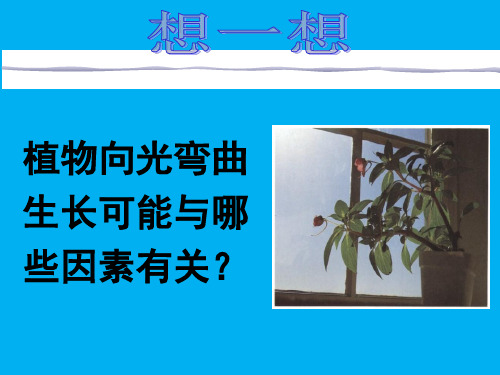 植物生命活动的调节《神奇的激素》课件--2022-2023学年浙教版科学八年级上册