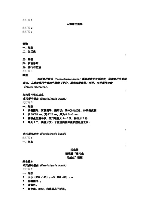 寄生虫03布氏姜片吸虫(肠吸虫)