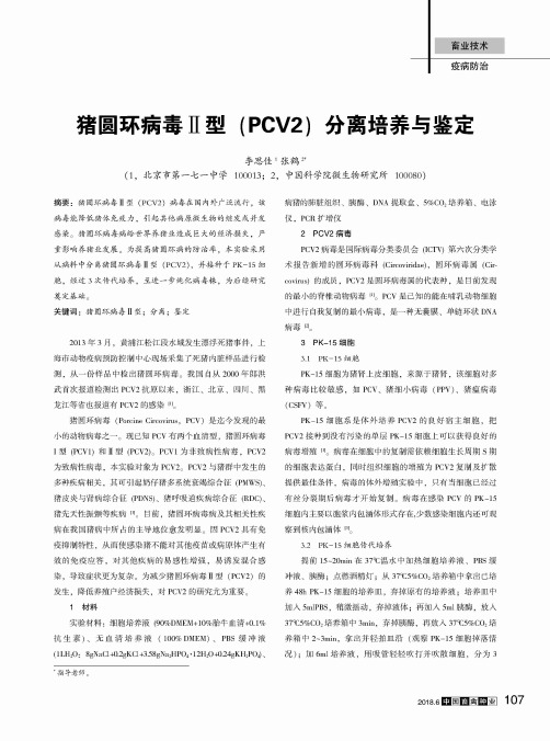 猪圆环病毒Ⅱ型(PCV2)分离培养与鉴定