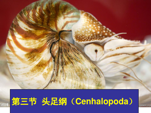 第六章 第三节 头足纲(Cenhalopoda