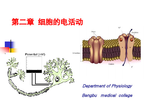 电生理学