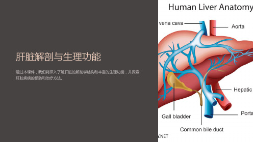 肝脏解剖与生理功能课件