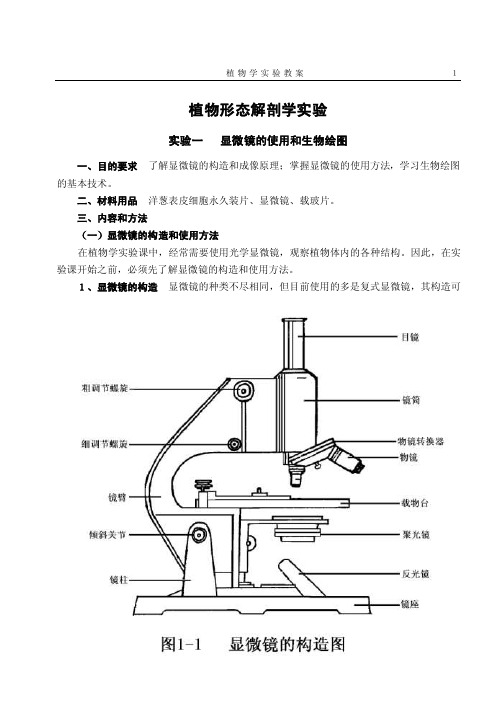 植物形态解剖学实验