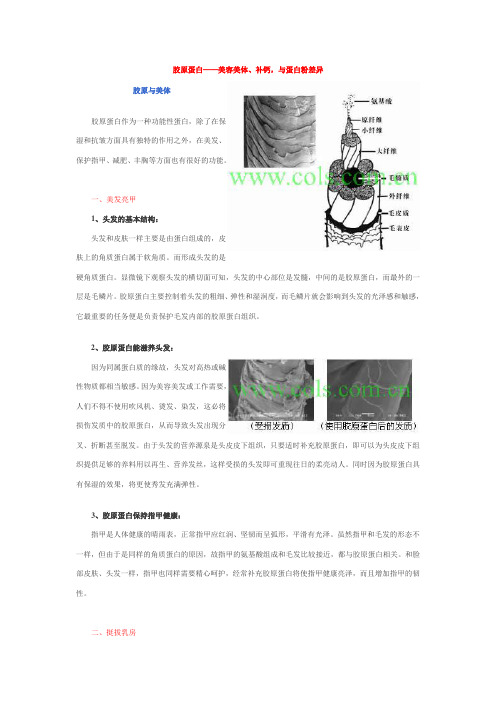 胶原蛋白——美容美体、补钙,与蛋白粉差异