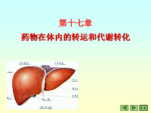 药物的代谢转化