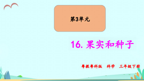 粤教版科学小学三年级下册16.果实和种子(教学ppt课件)