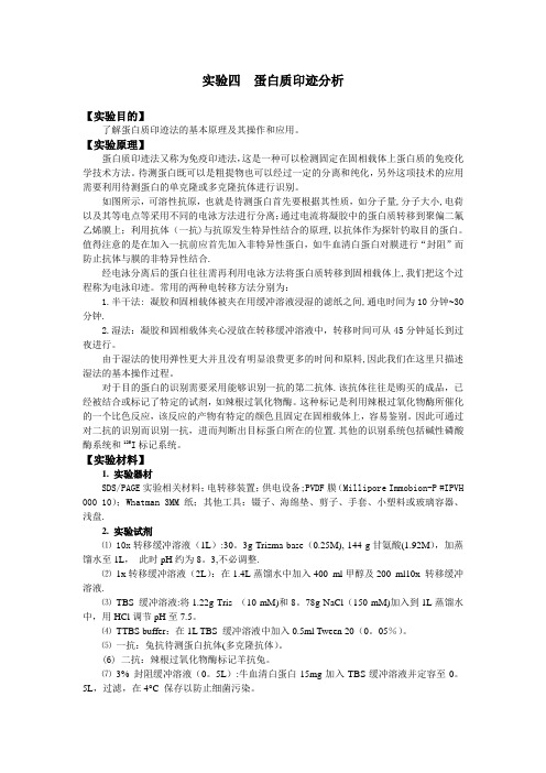 Western-Blot过程步骤详解中英文对照